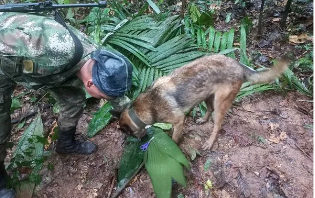 Des sauveteurs aidé de chiens