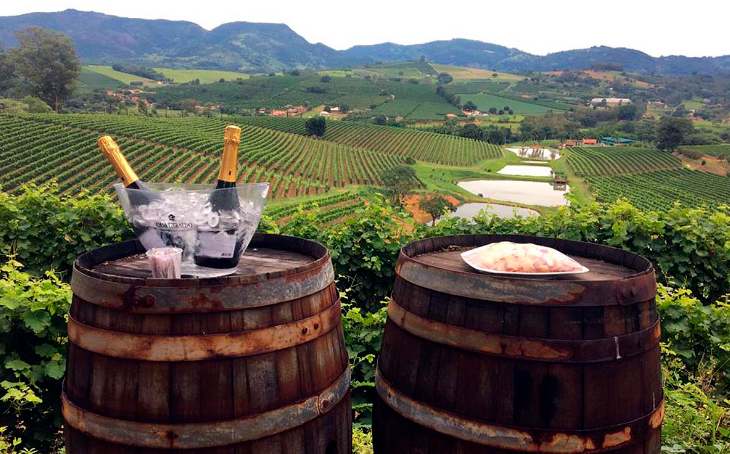 Vignoble à Andradas (MG) : Rogerio Dardeau a parcouru plus de 6 000 kilomètres à travers le pays pour écrire son nouveau livre. Il a recensé 34 lieux de production de vins fins au Brésil, répartis dans 10 unités de la fédération