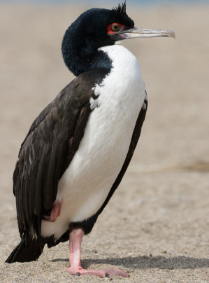 Cormoran Guanay ou de Bougainville Cormoran Guanay ou de Bougainville