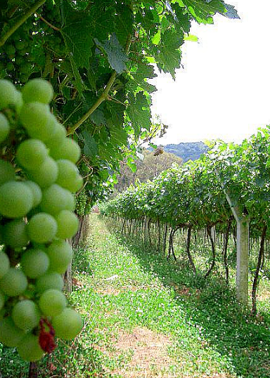 Cépage blanc dans le sud du Brésil
